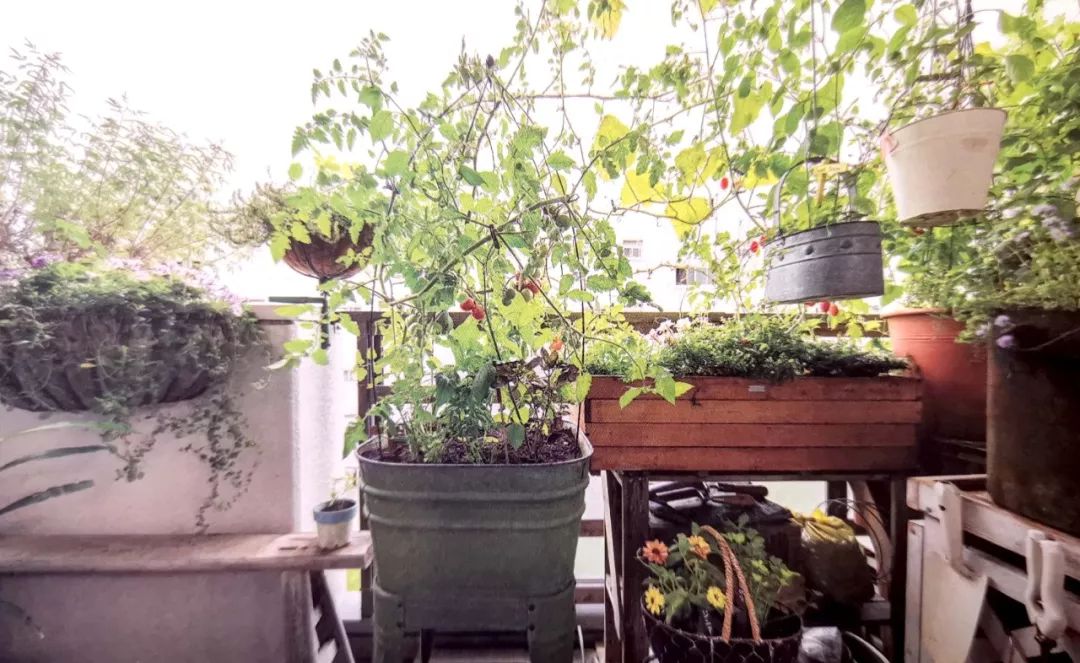 新手小阳台种菜哪些好种,新手阳台种菜怎么种得快