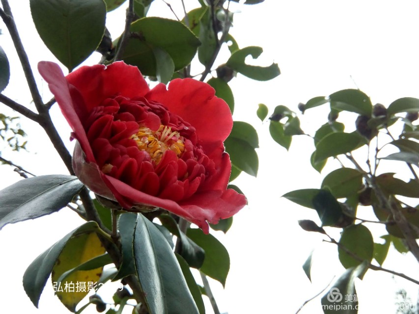 阿育王寺和白马寺,佛教阿育王简介