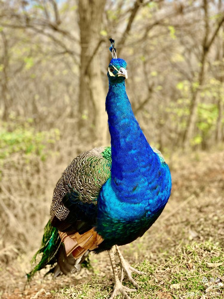 洛阳市宜阳凤凰岭射箭,宜阳县凤凰岭体育基地