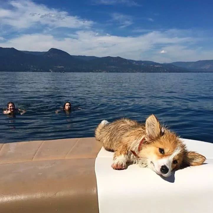 哪种狗狗运动量小一点好养些,各品种狗狗的优缺点列表图