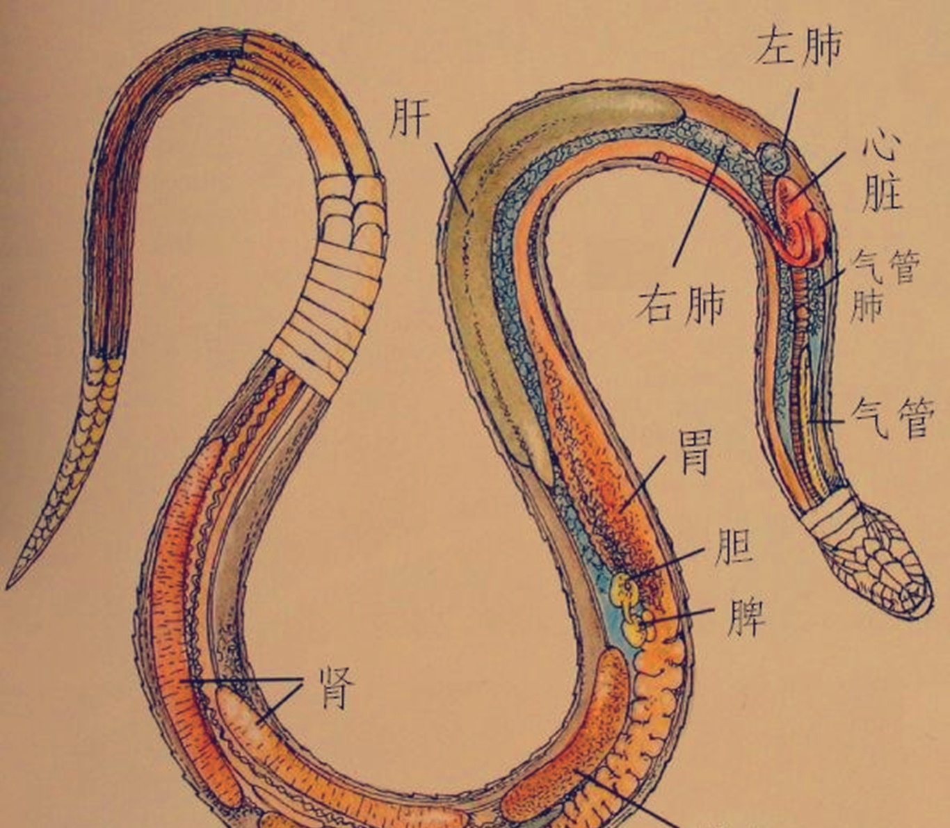 被蛇咬住了怎么办,被蛇咬住右手食指不松口