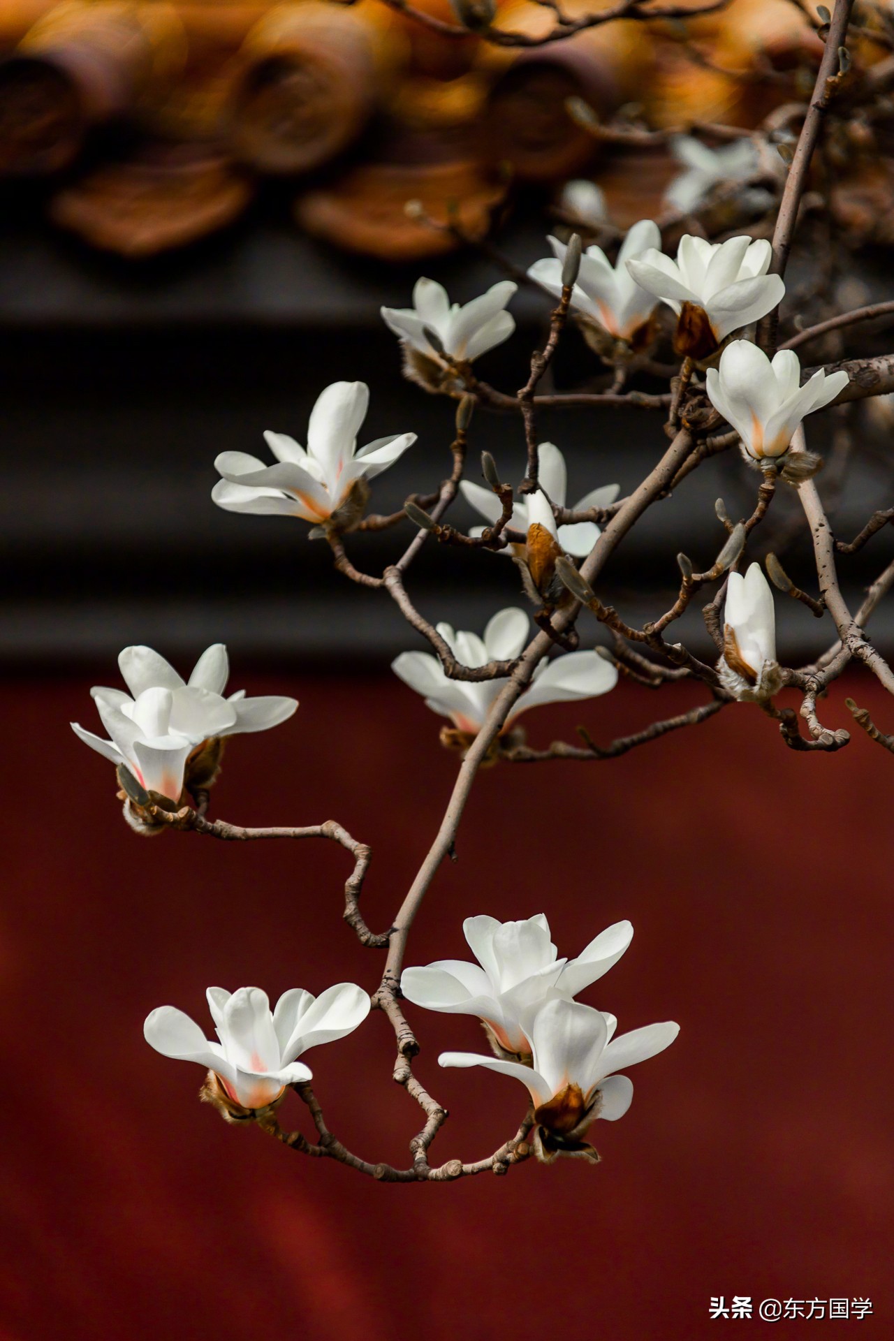 @所有人,周末一起赏玉兰,五处北京玉兰美景