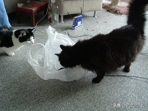 猫咪的危险物品,猫咪禁止食用的三大食物