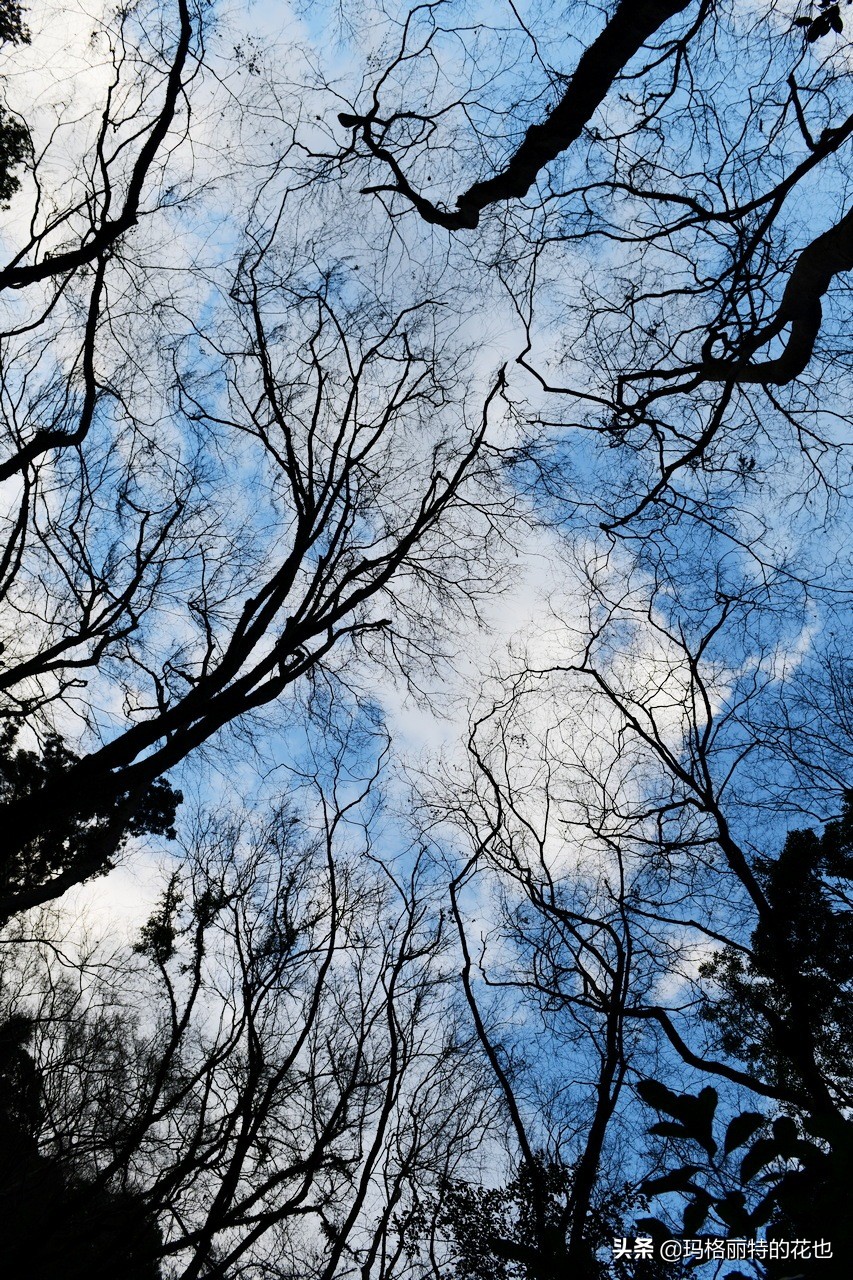 萁田森林公园和大阪的省钱之旅|行摄日本