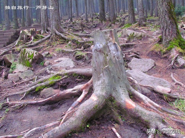 宁武芦芽山悬崖栈道,太原出发芦芽山马仑草原自驾路线