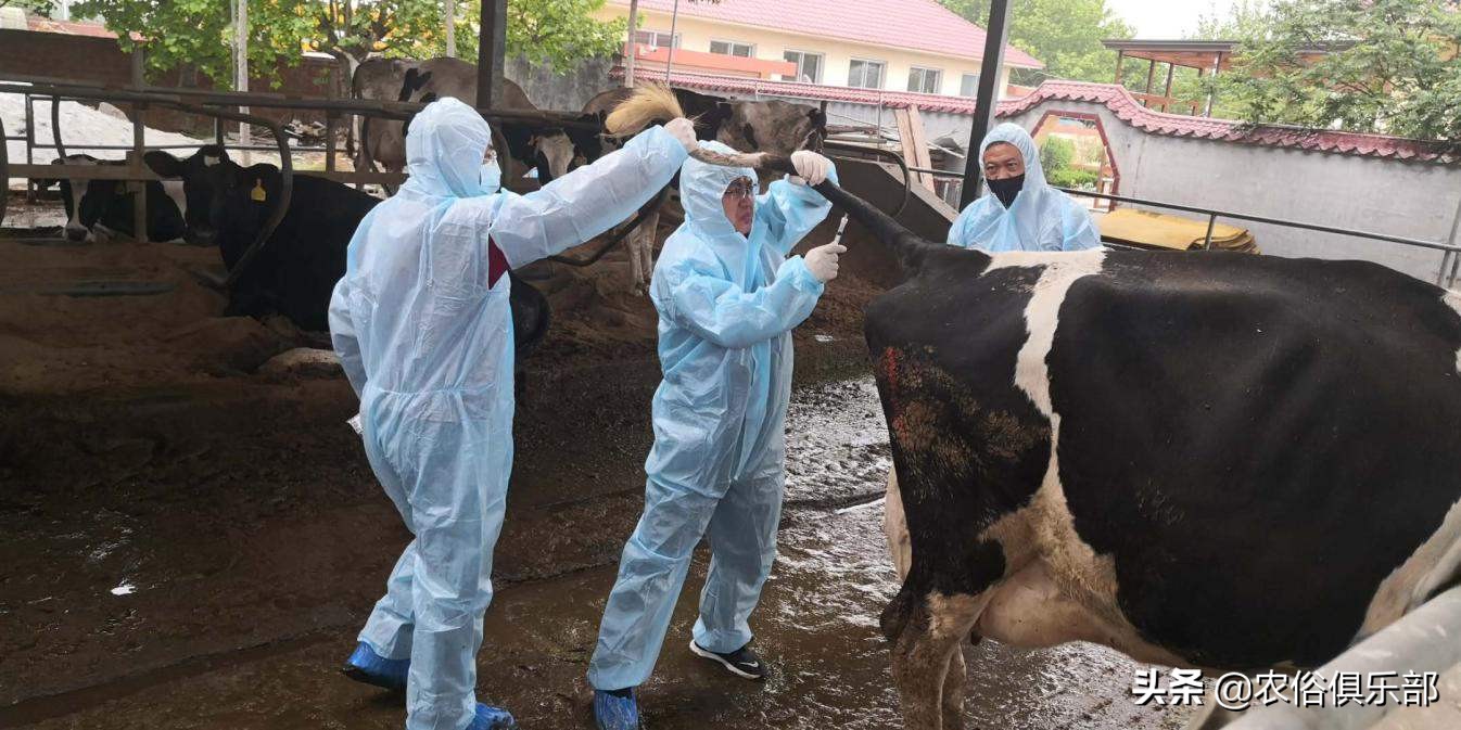 多省爆发牛皮肤病，三伏天不建议买牛，这些建议值得养牛人借鉴