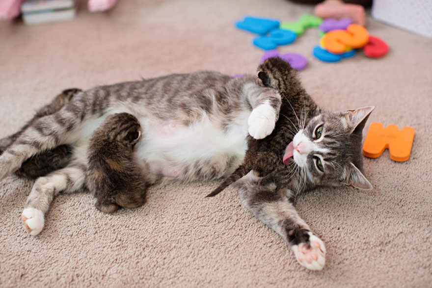 猫妈妈死后猫咪哭了,猫妈妈死后小猫应怎样安慰