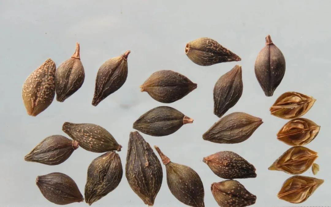 中药连翘治病配方,连翘古今论述