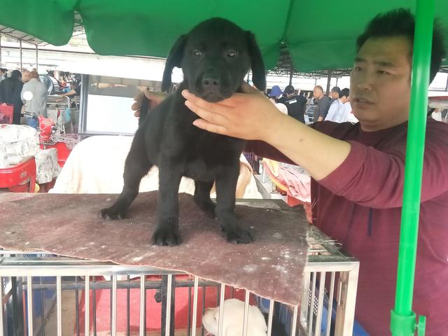 开封杨丰宠物市场最新价格信息,开封杨丰宠物市场现在开着吗