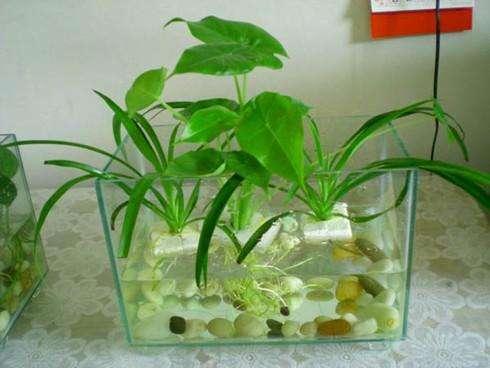 鱼缸里什么水生植物最好养,鱼缸水生植物作用