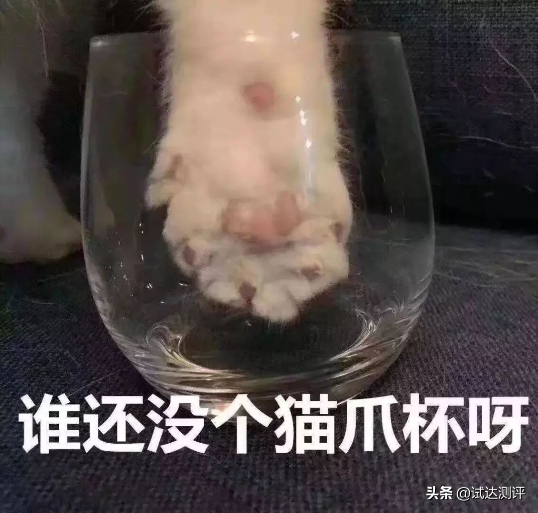 被星巴克“猫爪杯”收割智商税？这只猫能帮你提高智商，亲测有效