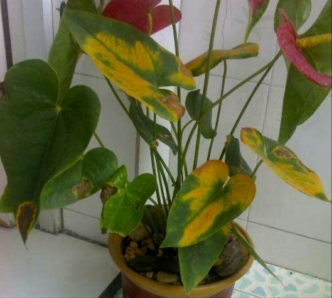 花卉误喷了除草剂怎么补救,花卉药害能自愈吗