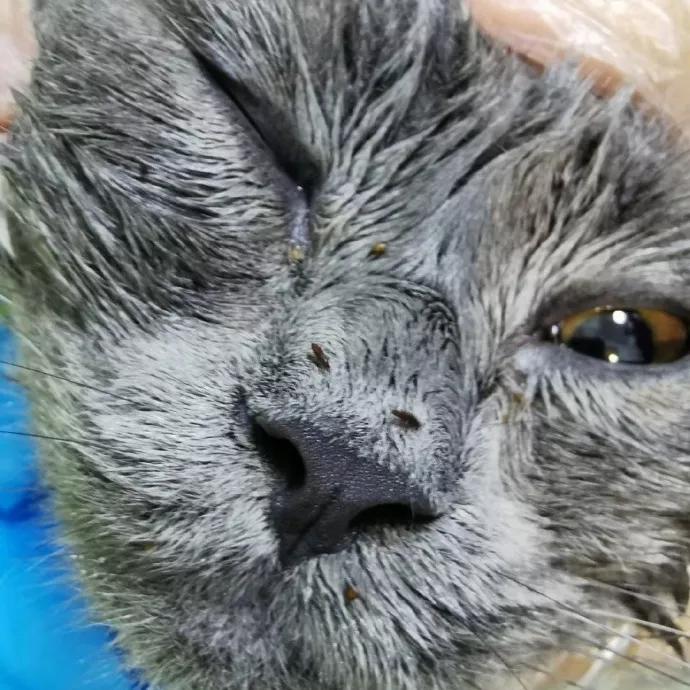 狗子偷偷亲我的第N次，难道不是真爱吗？