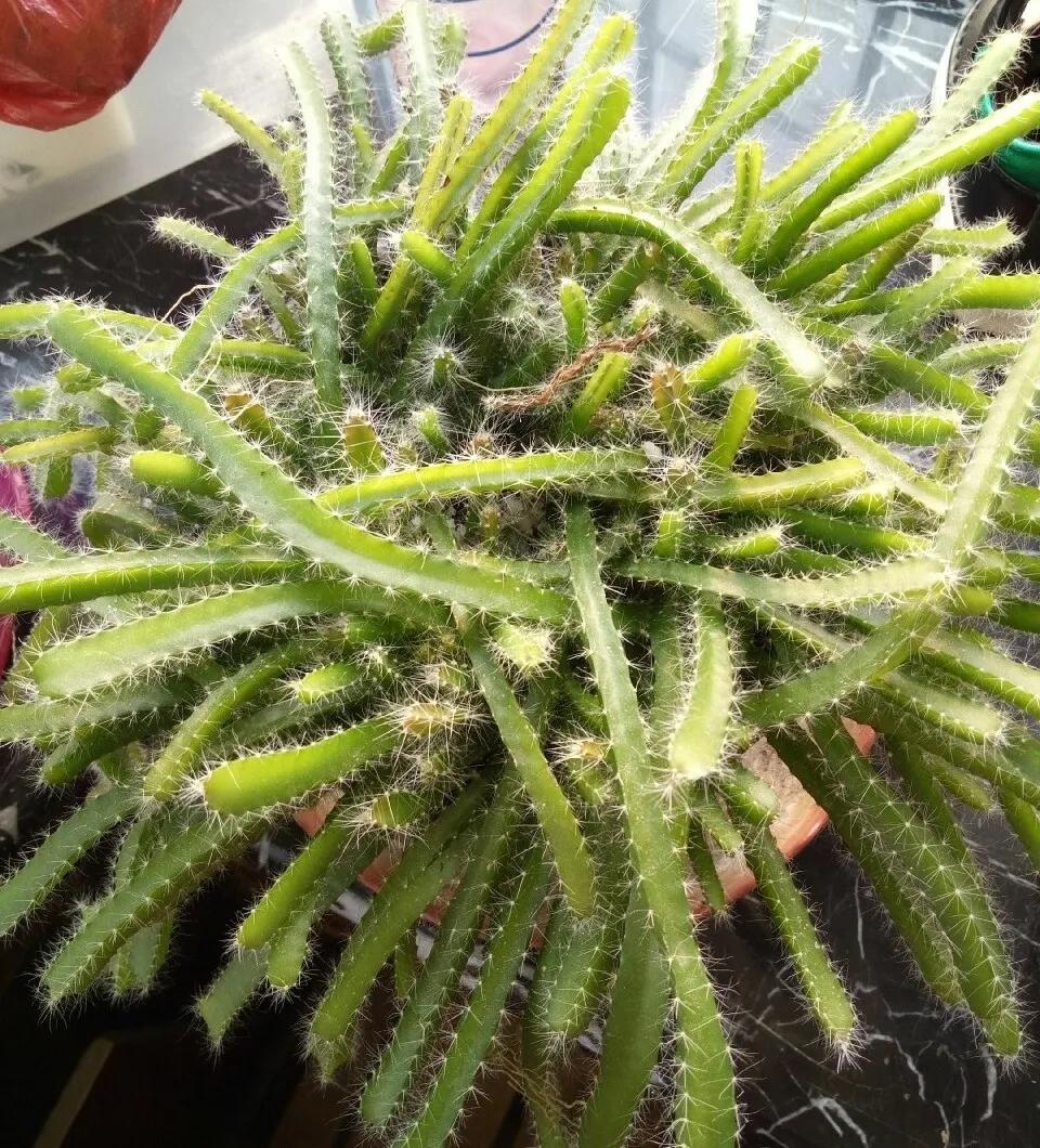 芒果核种芒果的过程,菠萝芒果核种植视频