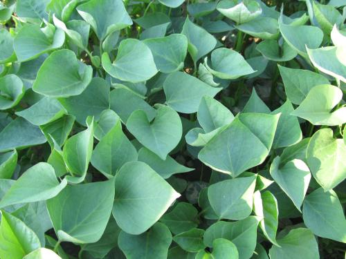 红薯20天以后怎么管理,红薯管理方法大全