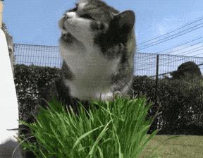 猫咪生吞维生素,猫咪生吞猫粮呕吐