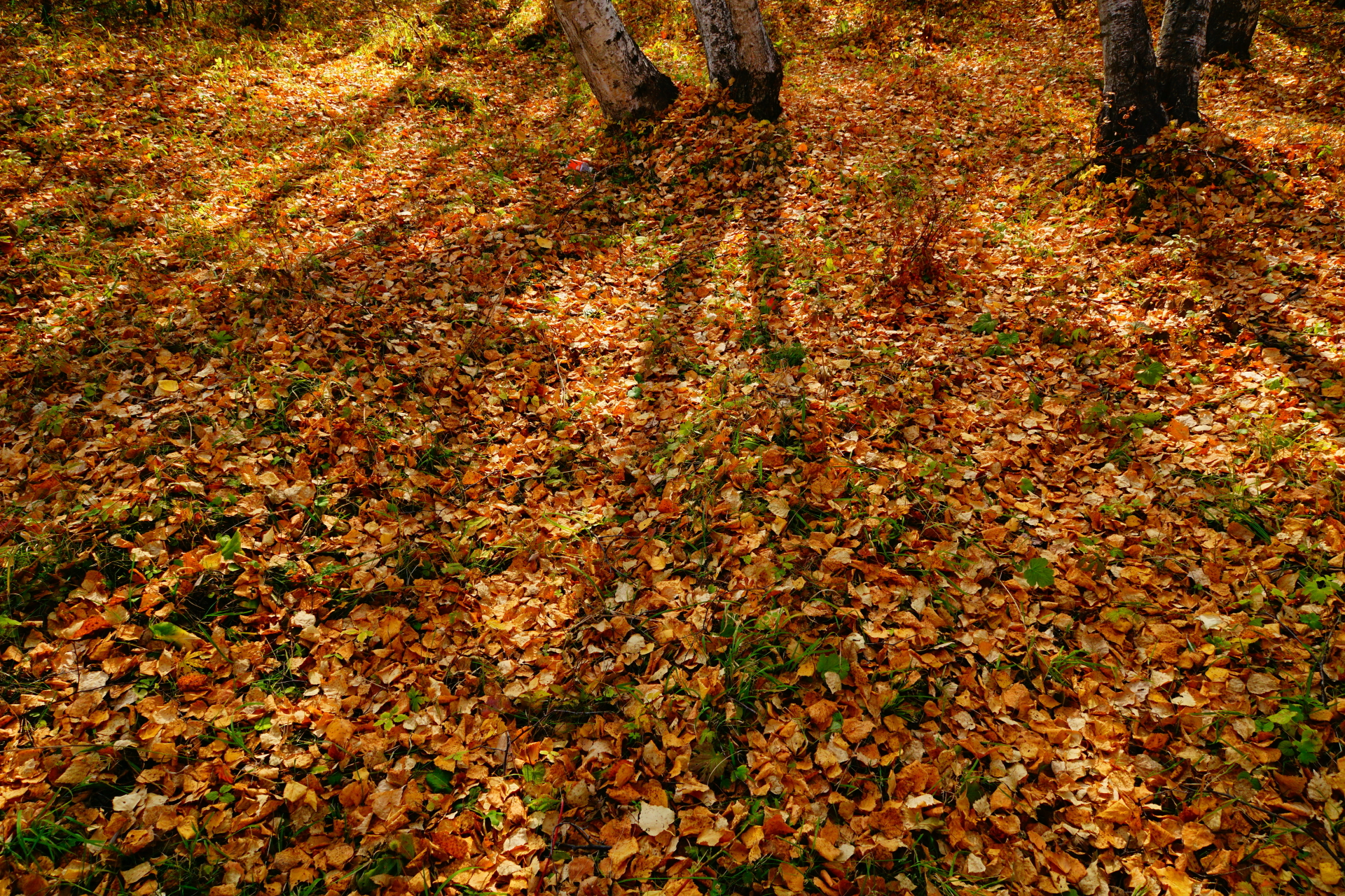 京北第一天路千松坝国家森林公园,千松坝森林公园和京北第一天路