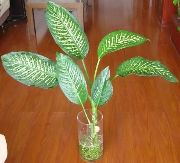 啥花都能养得好,啥花养三天就会死