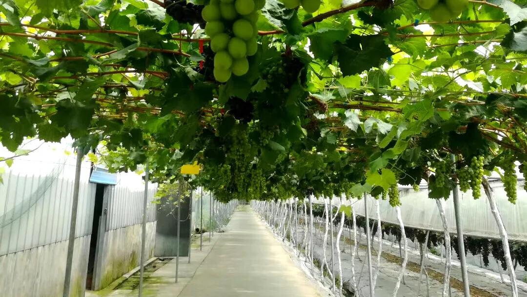 二轮承包到去世老人的土地收回吗,二轮承包分到自留地能确权吗