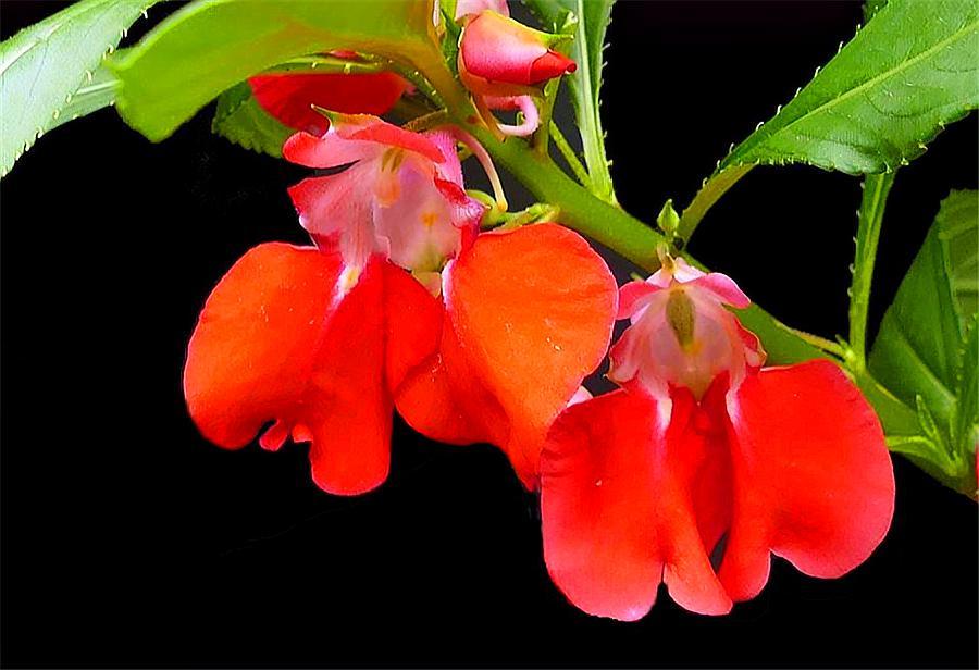 凤仙花植物养护小妙招讲解视频,凤仙花养护方法