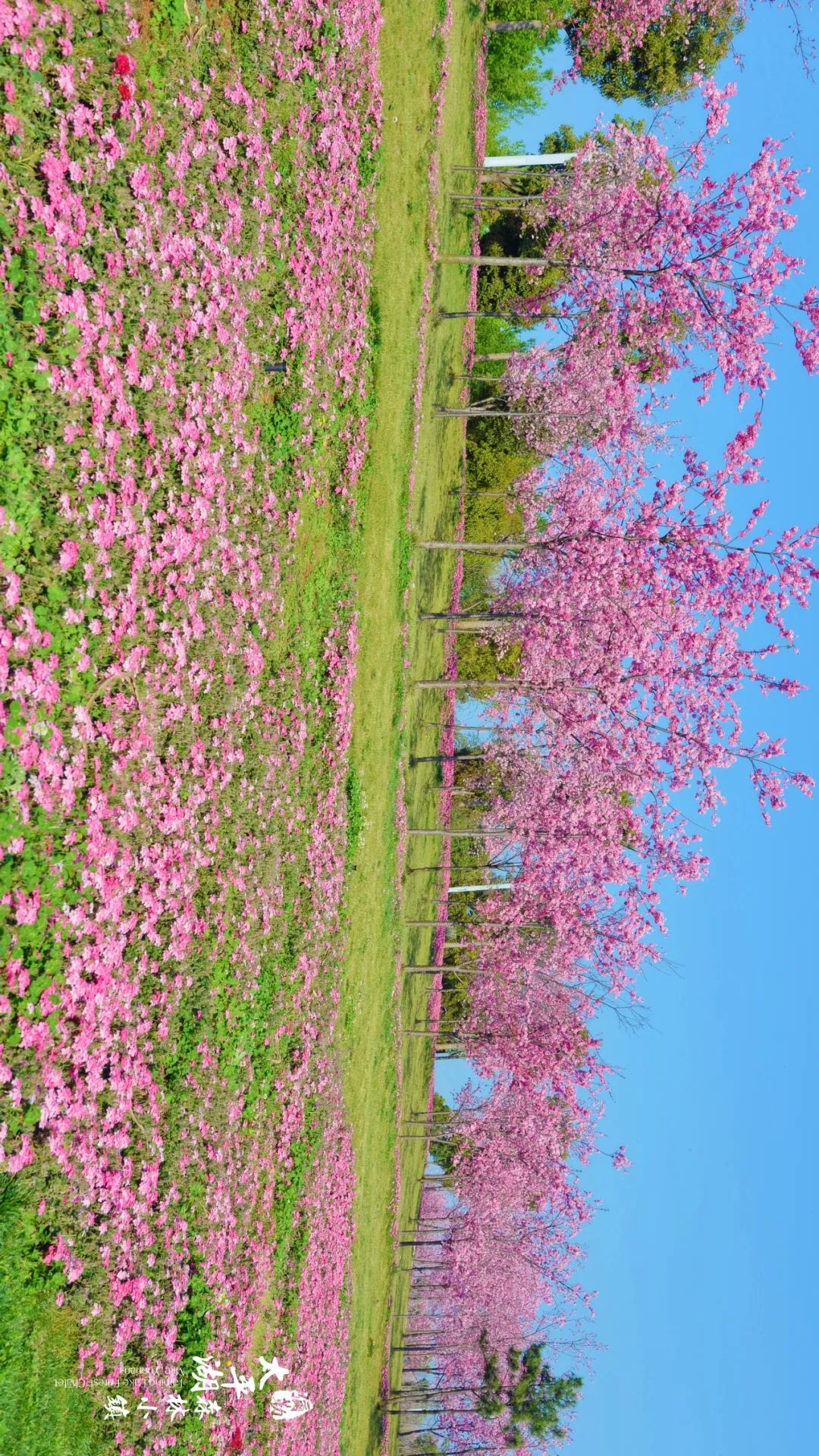 三月弥勒什么地方可以赏花,弥勒3月赏花攻略