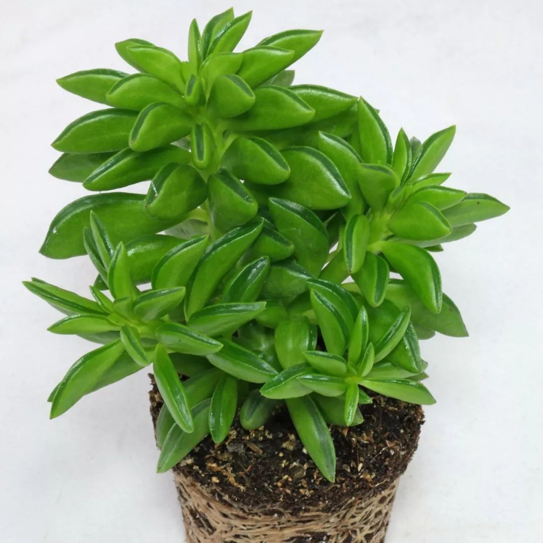 欢乐豆绿植的移植方法,欢乐豆是什么植物