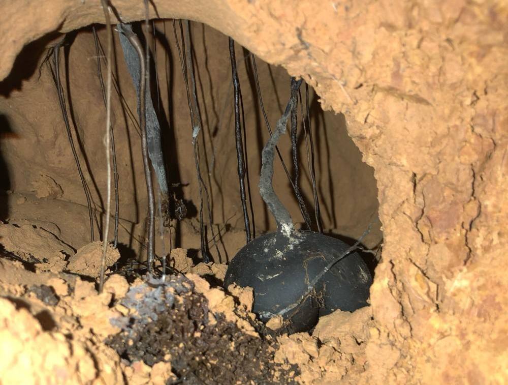 乌灵参为什么只有白蚁巢穴里边有,乌灵参堪比黄金