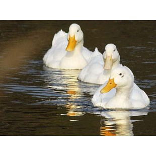 常见的鸭的品种大全,鸭子品种大全鸭苗