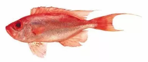 目前最顶级的海鲜鱼,世界上最顶级的海产鱼类