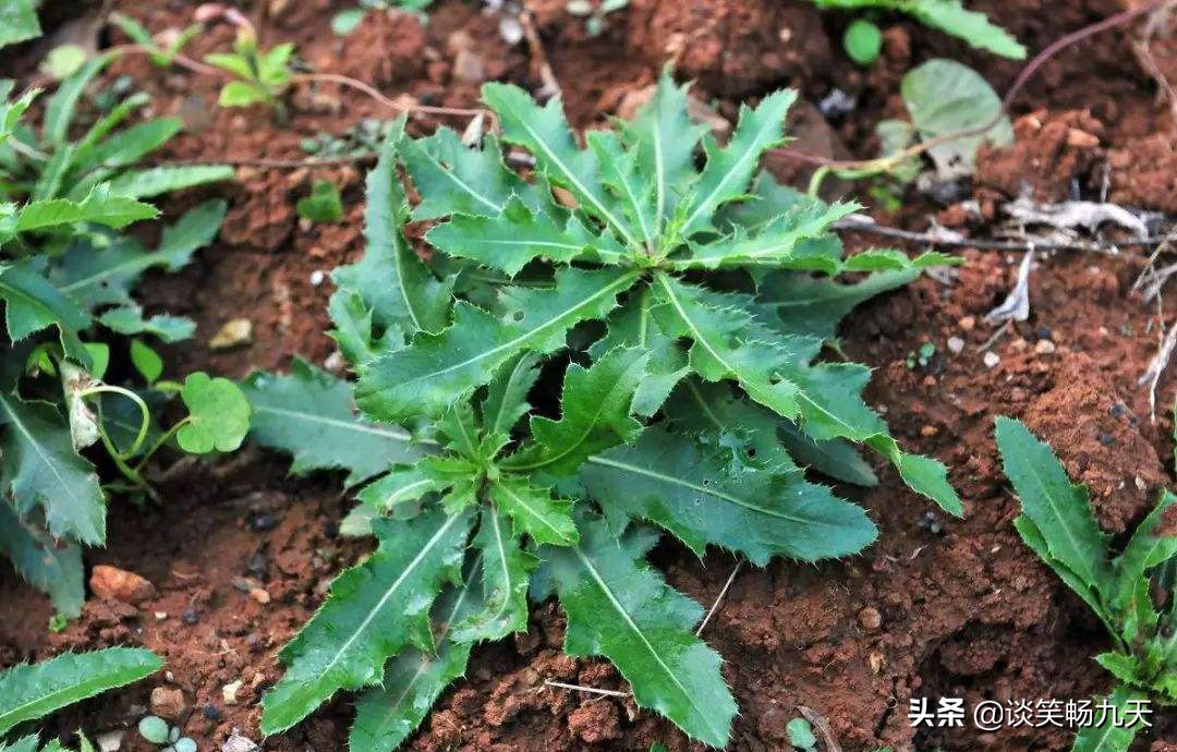 《诗经》精选之《谷风》：宴尔新昏，以我御穷，妻子对渣男的泣诉