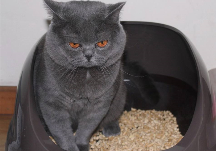 猫咪乱拉乱尿是报复主人吗,猫咪报复性乱尿的症状