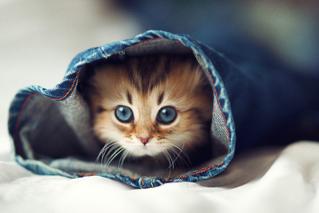 想养猫咪但是对猫咪过敏怎么办,对猫咪过敏经常给猫咪洗澡有用么