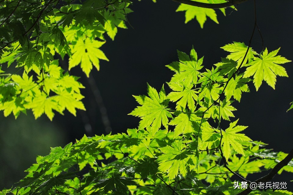 有一种旅行，叫去桓仁看绿