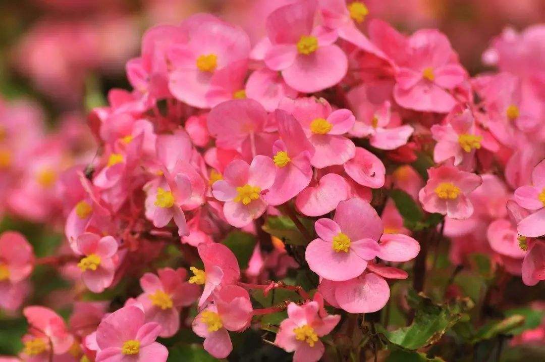 四季海棠的扦插方法和注意事项,四季海棠扦插繁殖方法