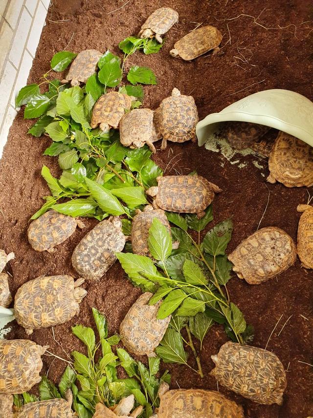 高背陆龟乌龟,饼干陆龟幼龟