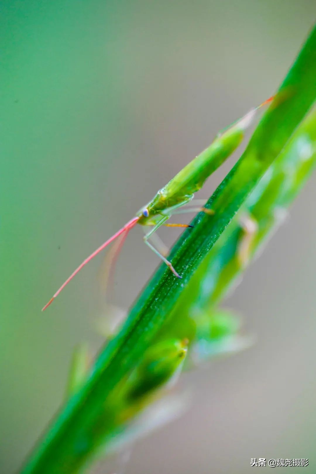 各个季节的野生兰花,北京百花山野生兰花图片