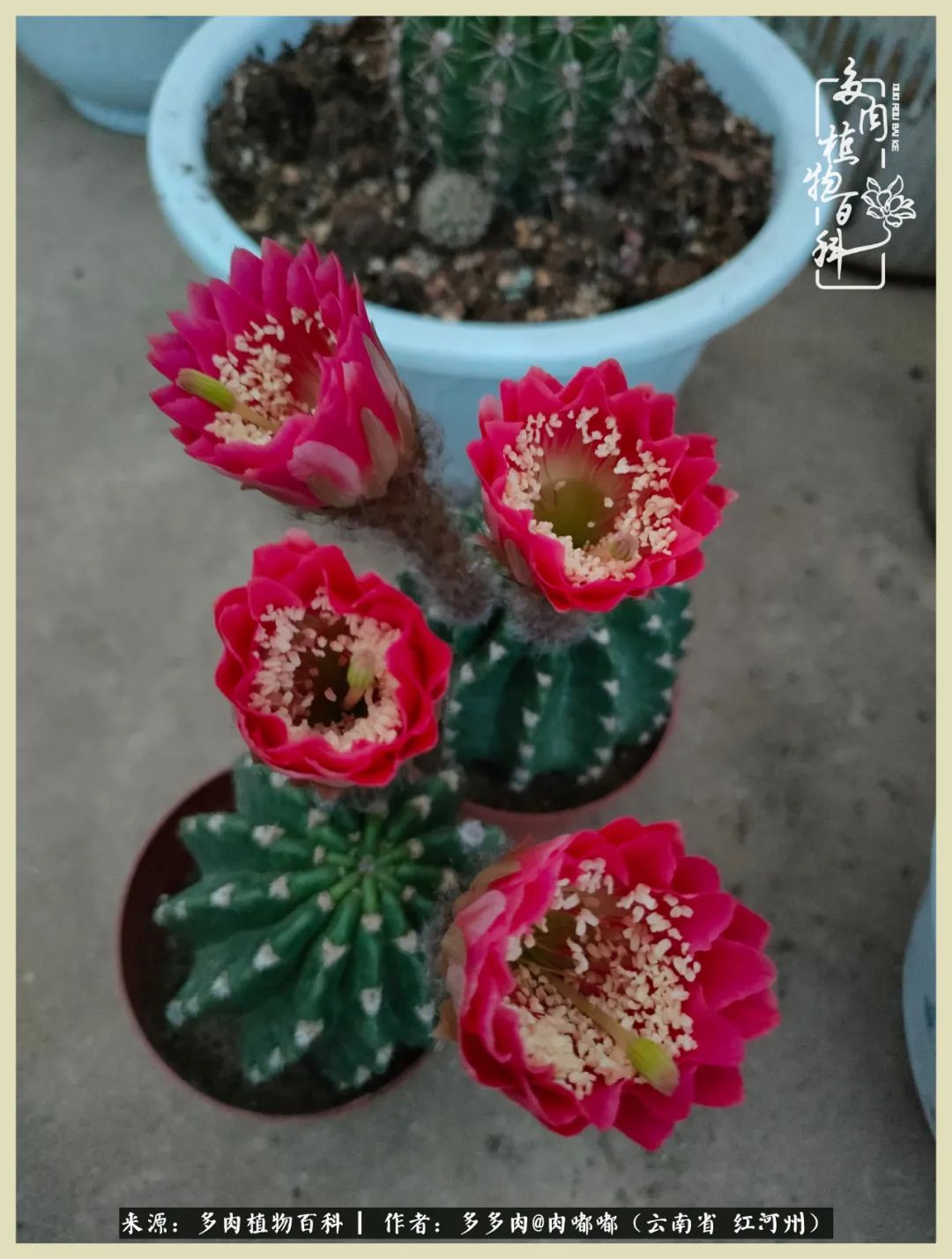 这个春天我们一起去赏花,这个季节我们一起去看花