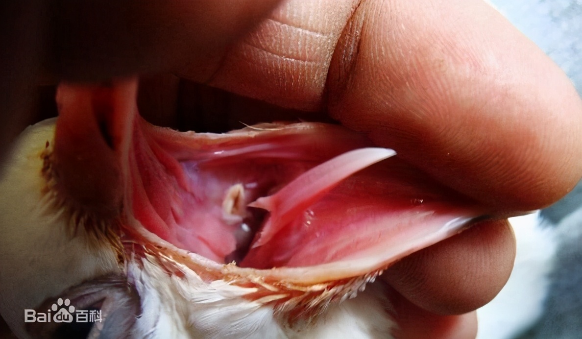 赛鸽球虫病怎么治,赛鸽毛滴虫和球虫的辨别方法