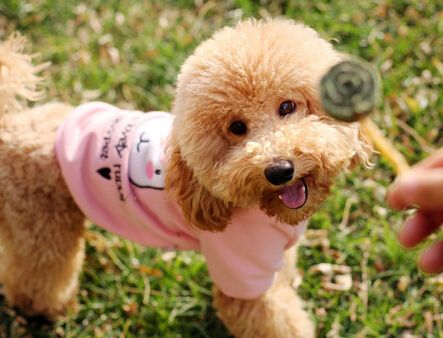 最贪吃狗狗视频,狗狗最爱吃的东西大全