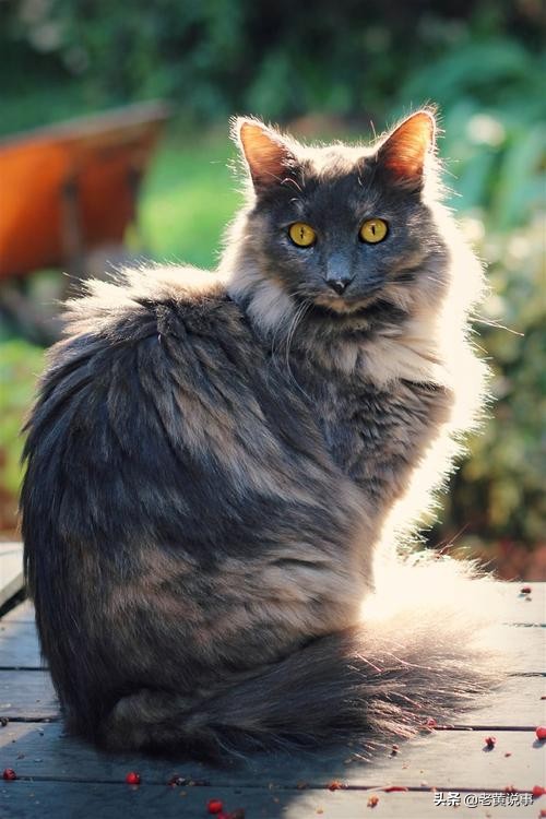 明朝和尚经典语录,明朝26字打油诗