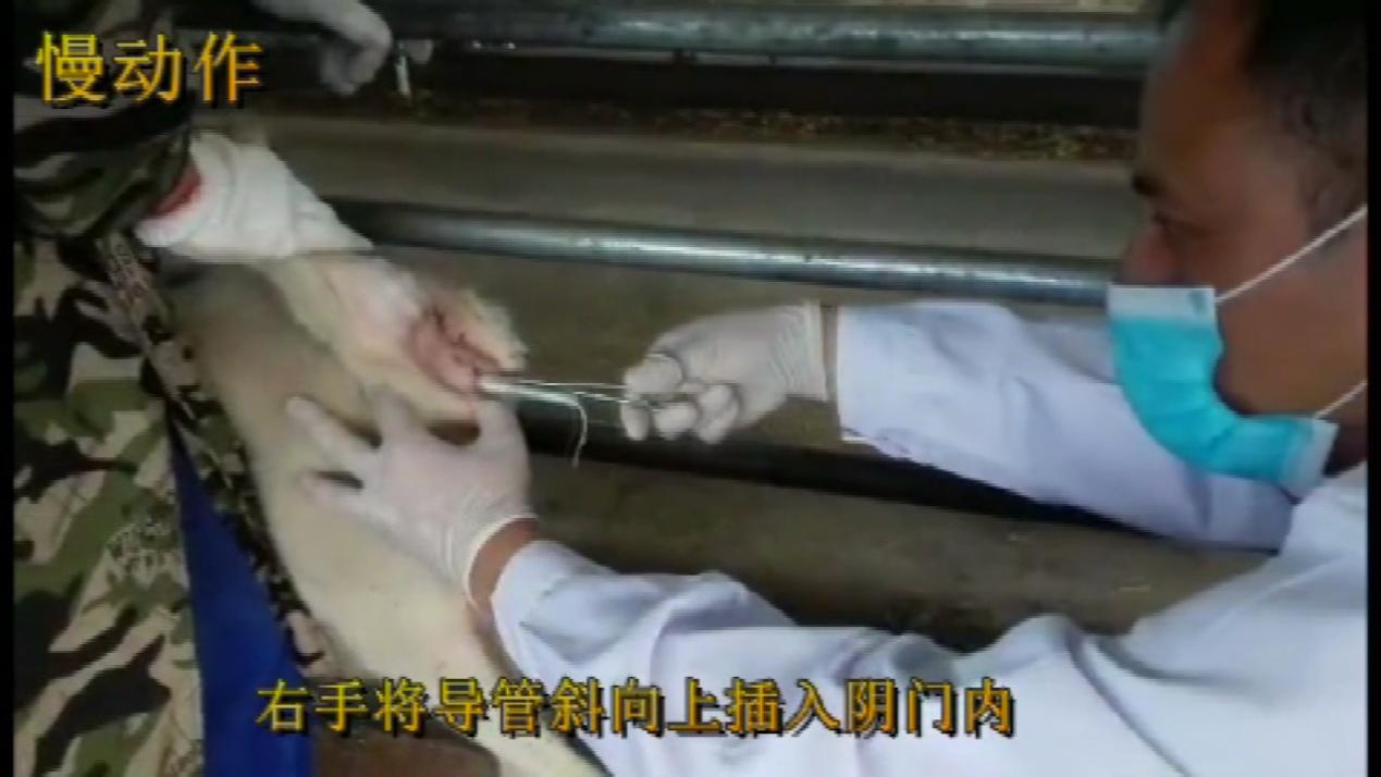 羊同期发情的第一天，主要的工作就是放栓。