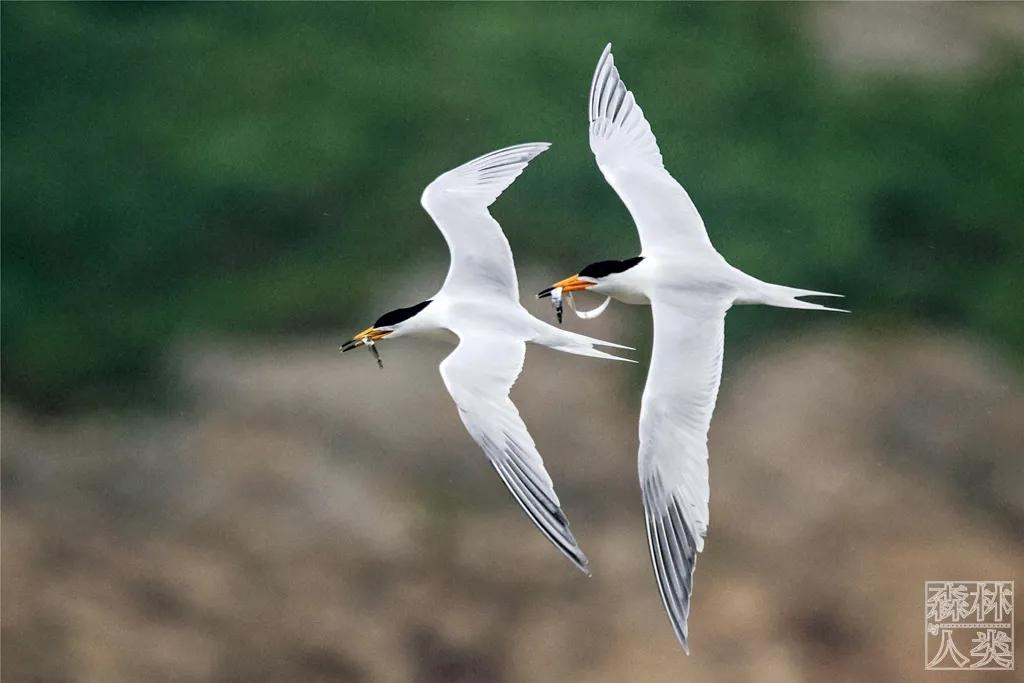 100种野生动物有哪些,野生动物100种