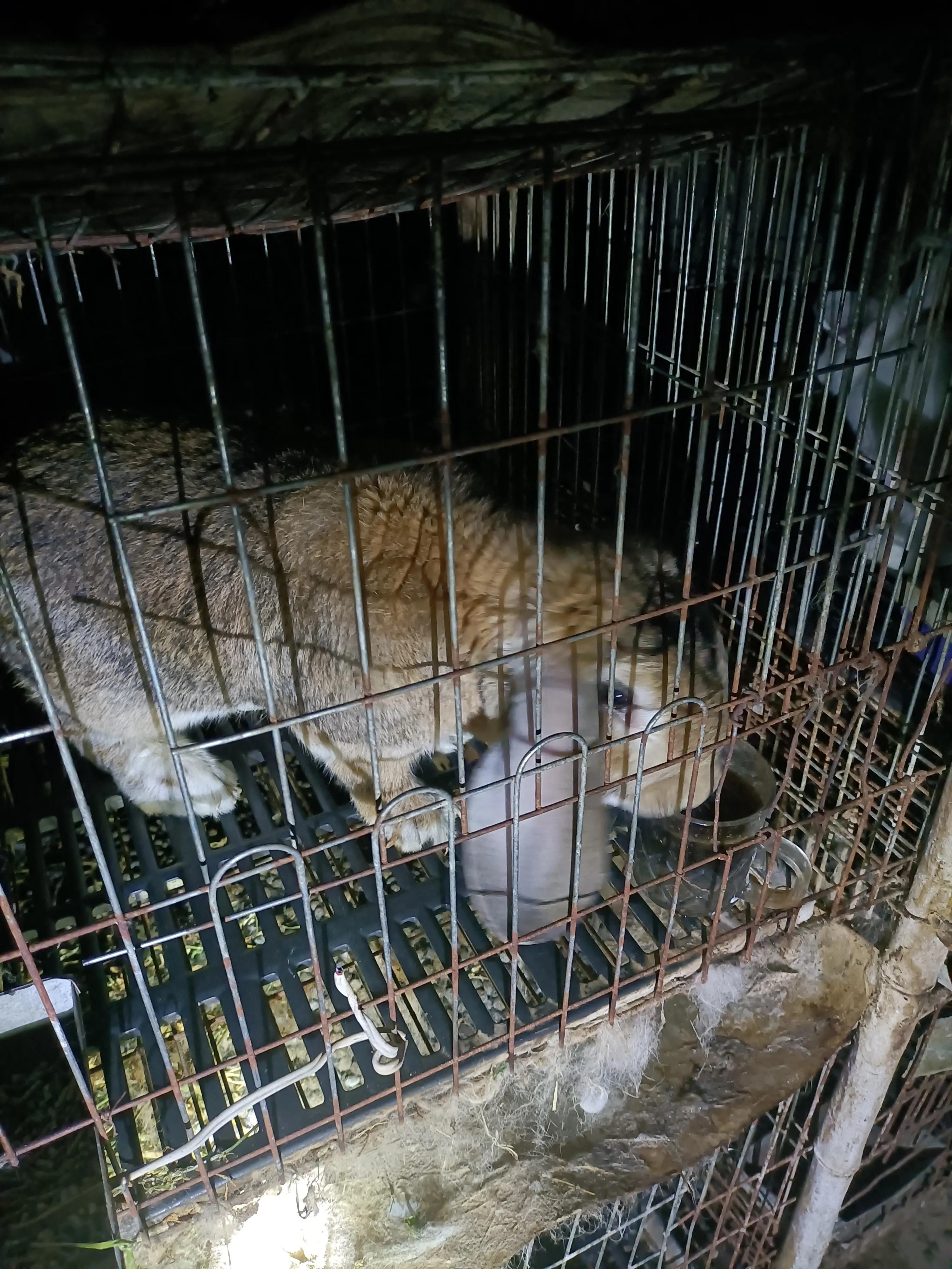 养300只种兔一年能赚多少钱,养殖200只种兔几个月可以有收益