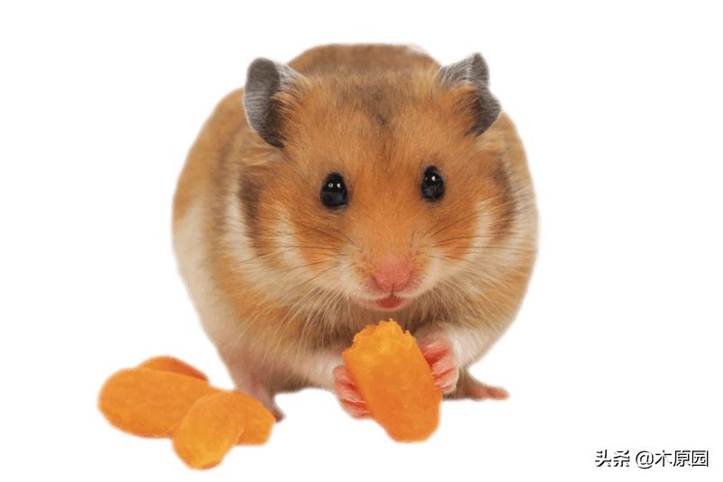 超声波驱逐苍蝇老鼠,老鼠成灾了怎么驱逐