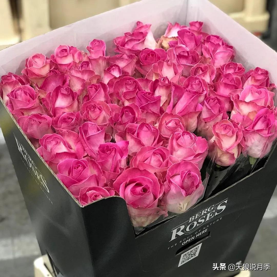 520你最想收到什么玫瑰,520这样的玫瑰你们喜欢吗