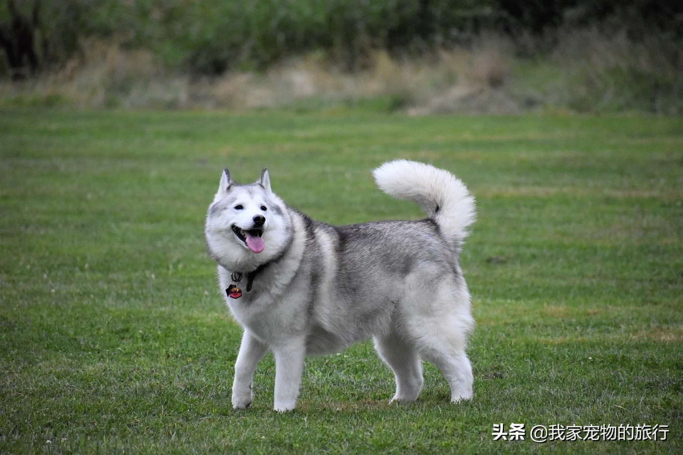 哈士奇的傻气表现,哈士奇智慧而又犀利的眼神