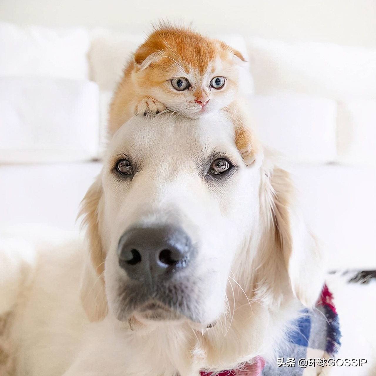 苏格兰与折耳猫,苏格兰折耳猫和折耳猫