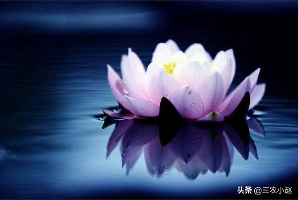 睡莲的简介相关知识,睡莲植物简介