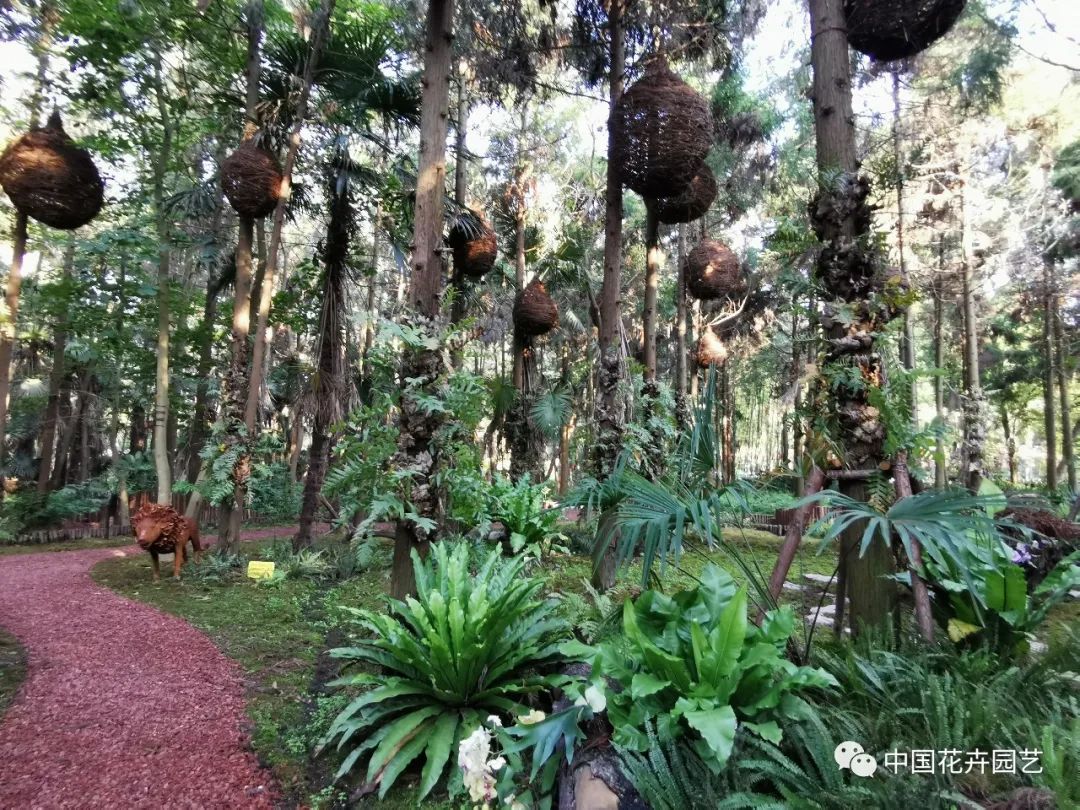 探访花博会的神奇植物,探访第十届花博会的神奇植物