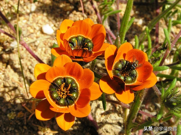 最新早安励志语录句句激励人心,励志阳光正能量文案早安